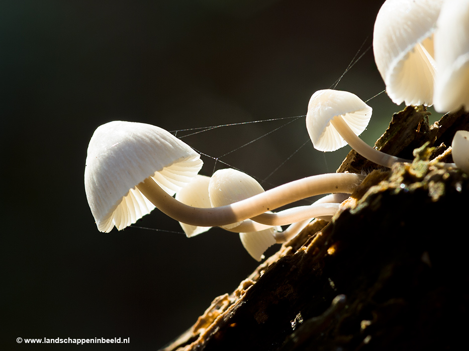  bundelmycena 