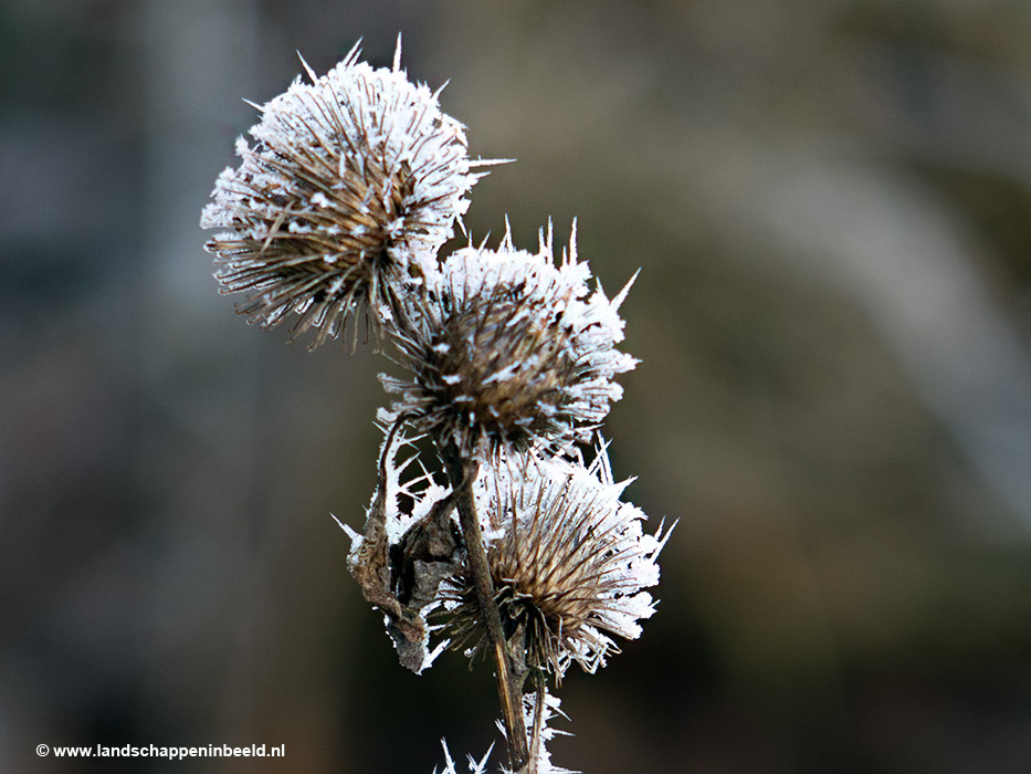 distel