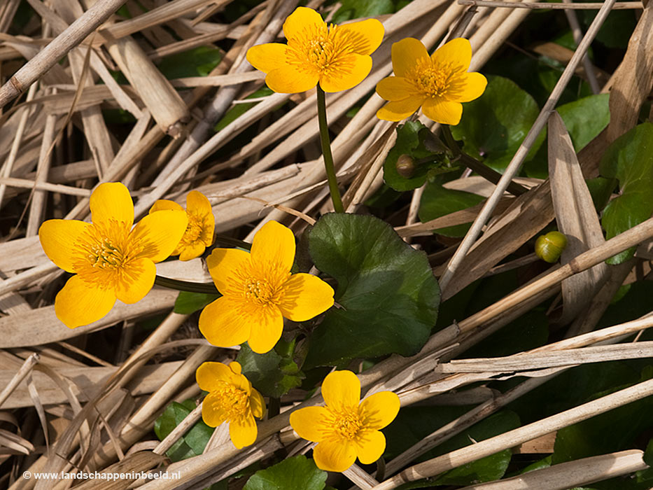  dotterbloem 