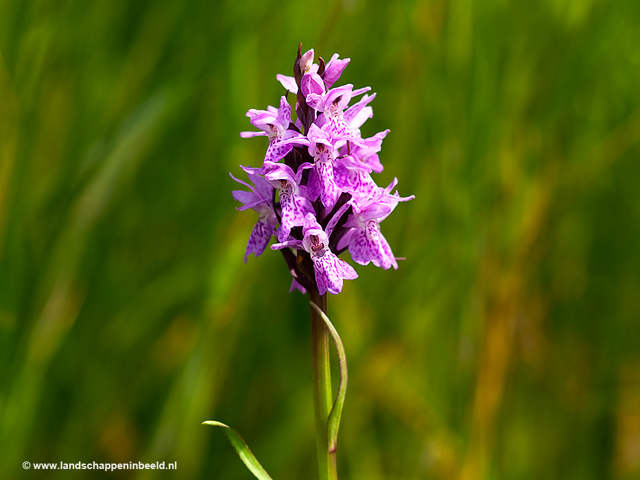  juniorchis 