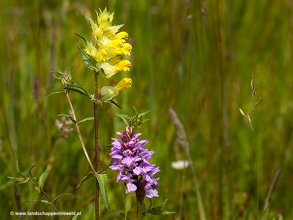  grote ratelaar en rietorchis  