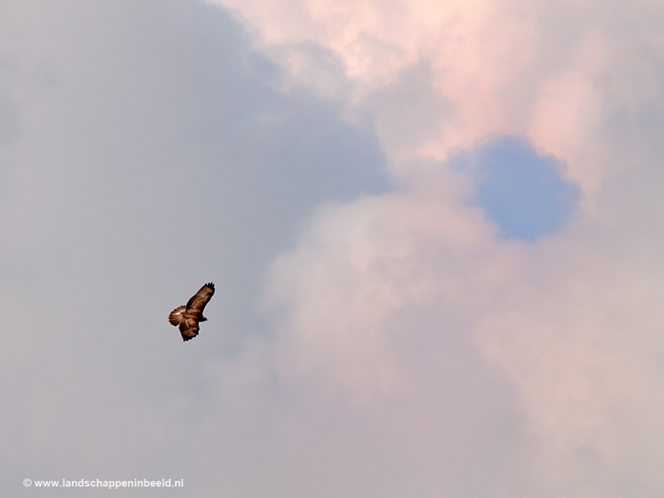 buizerd