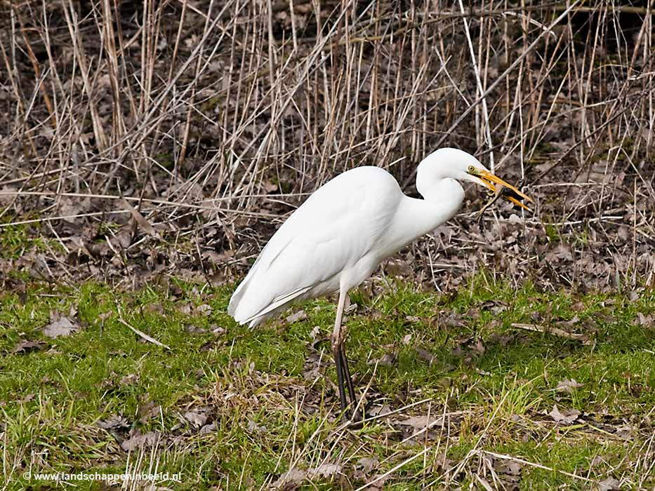  zilverreiger 