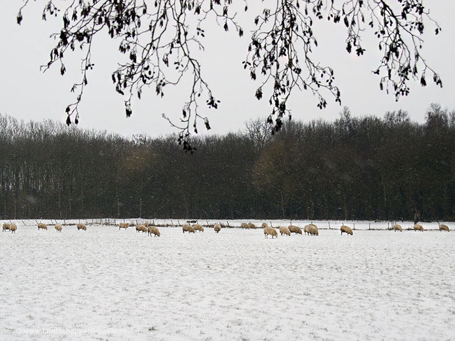  schapen 