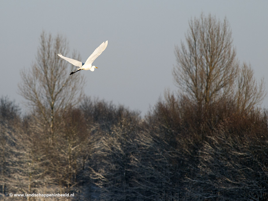  zilverreiger 