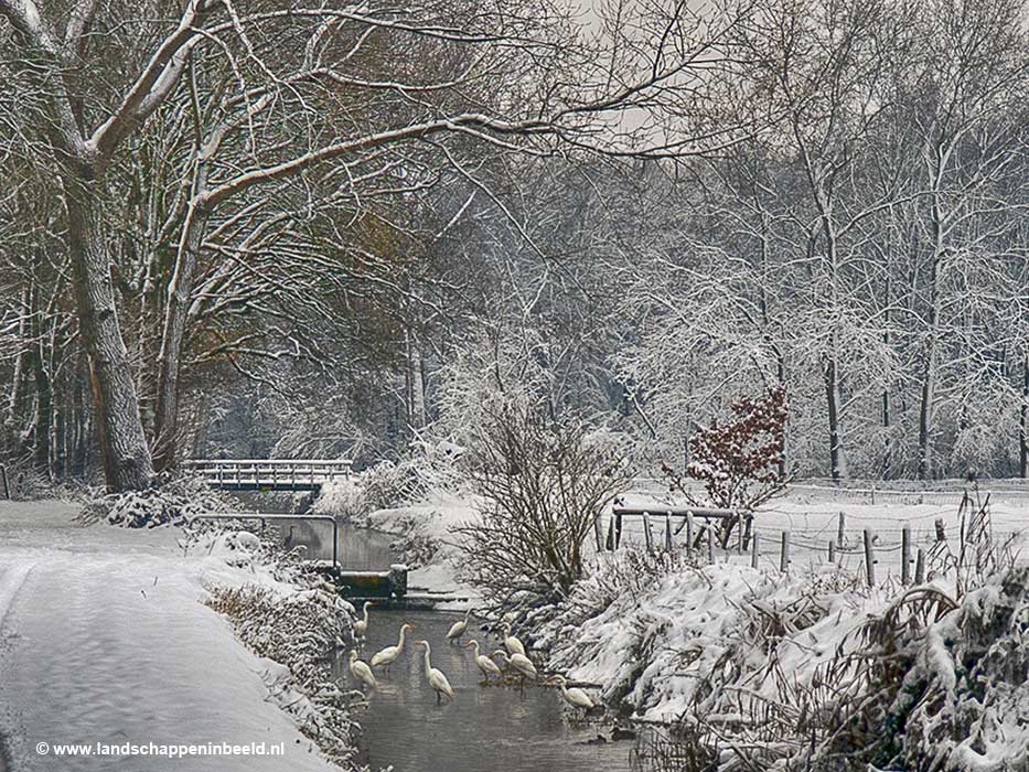  zilverreigers 