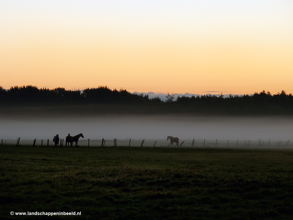  paarden 