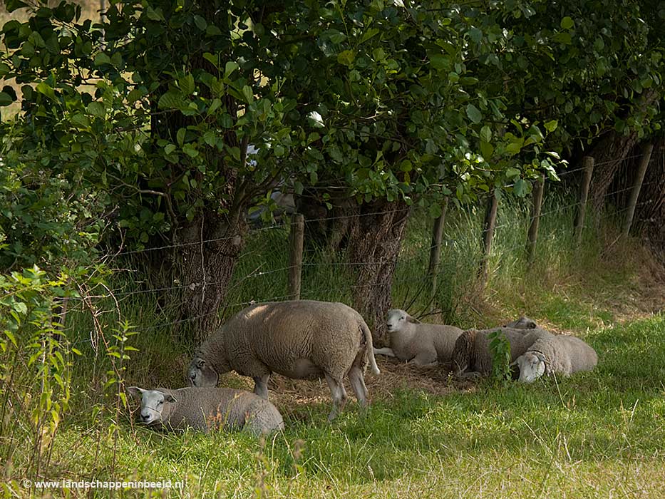  schapen 