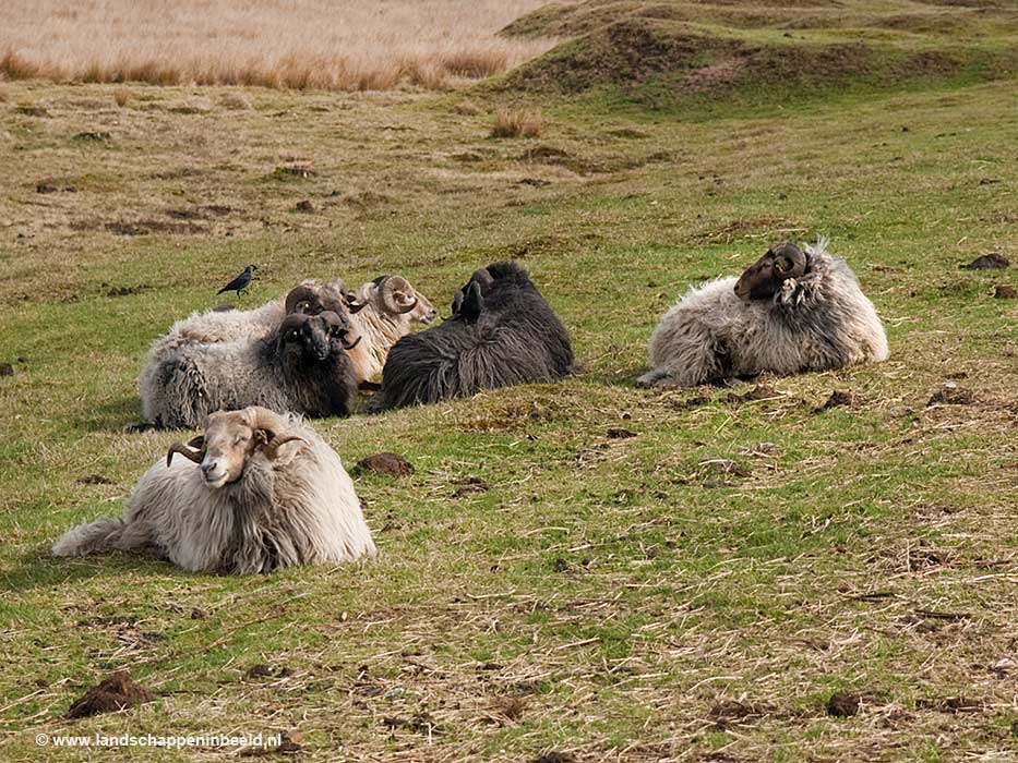  heideschapen 