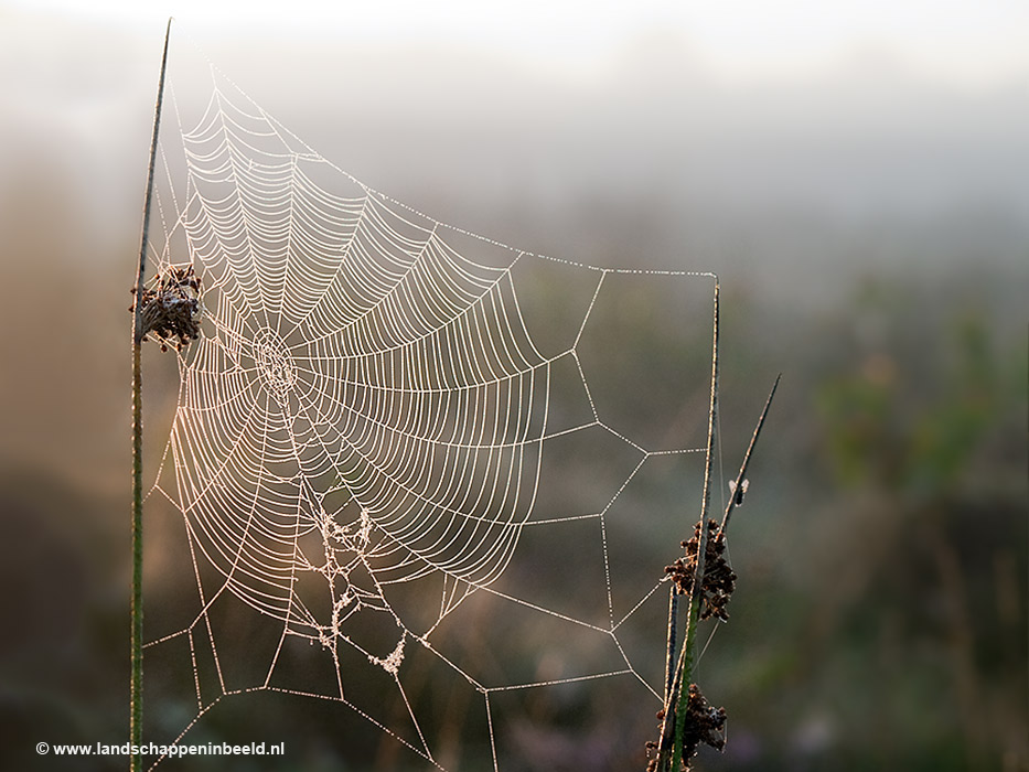  spinnenweb 