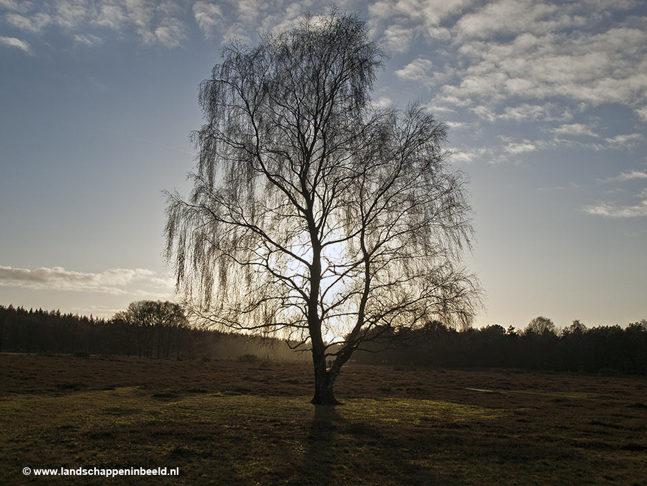  avondlicht 