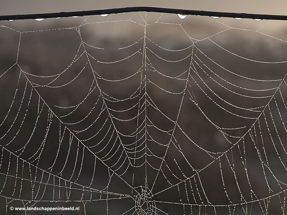  spinnenweb 