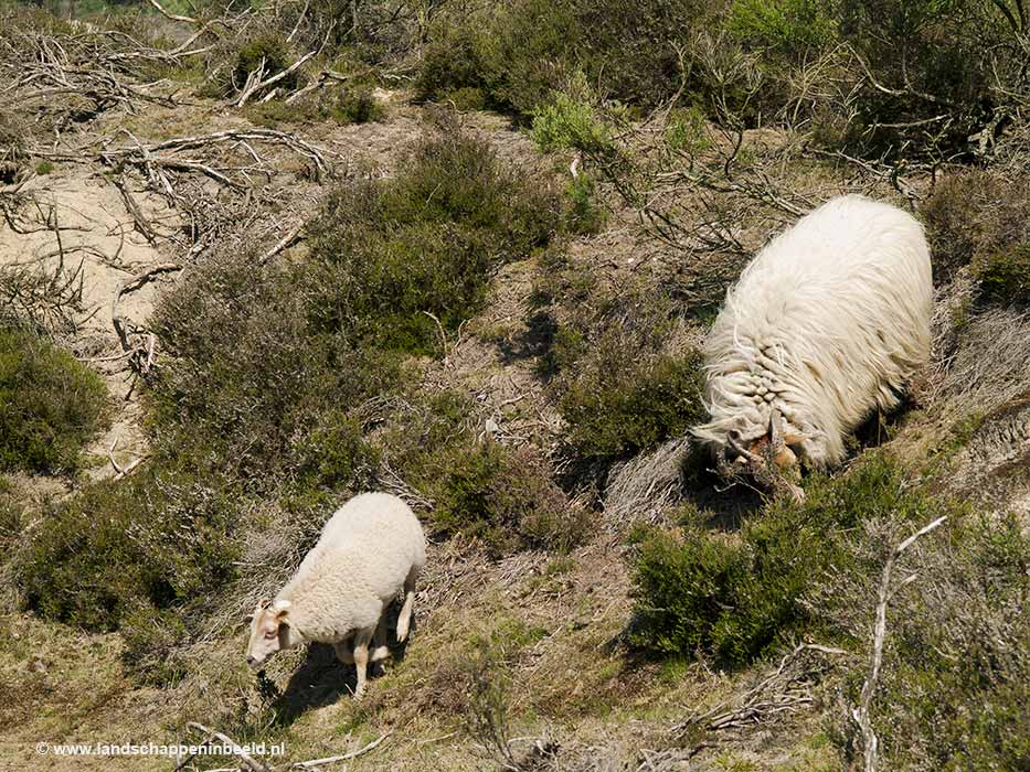  schapen 