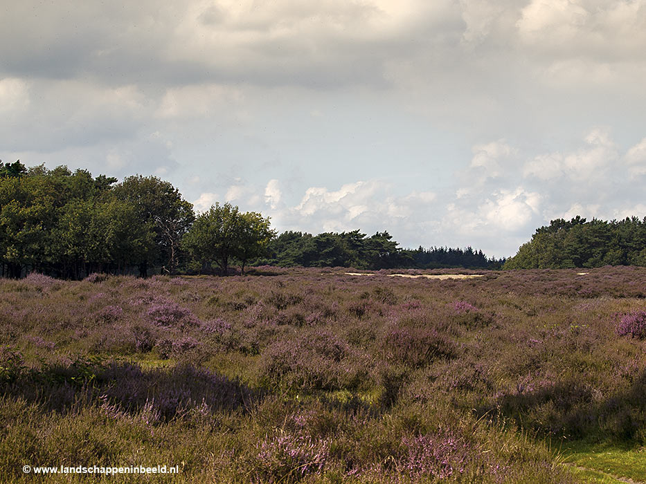  heide in bloei 