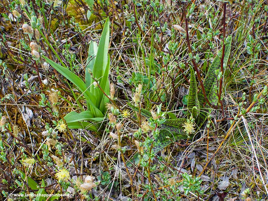 moeraswespenorchis en gevlekte rietorchis