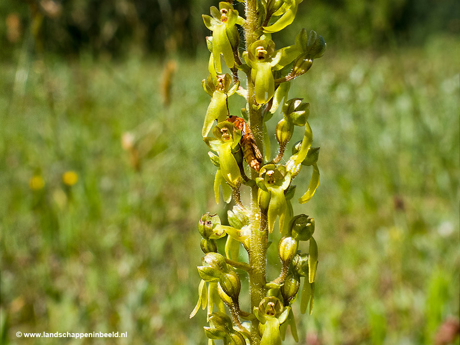 Grote keverorchis