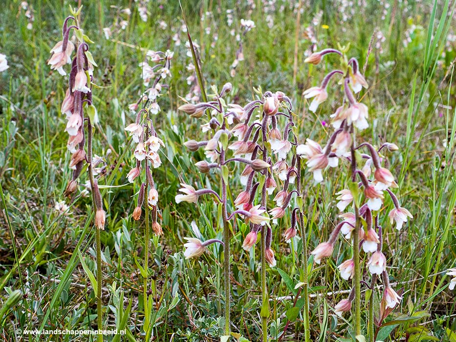 Moeraswespenorchis