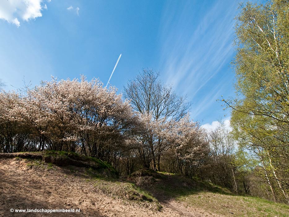  krentenboom 