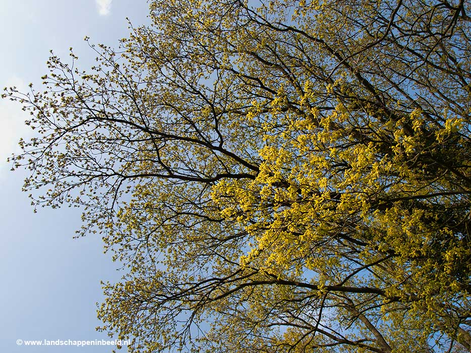  groen blad in het voorjaar 