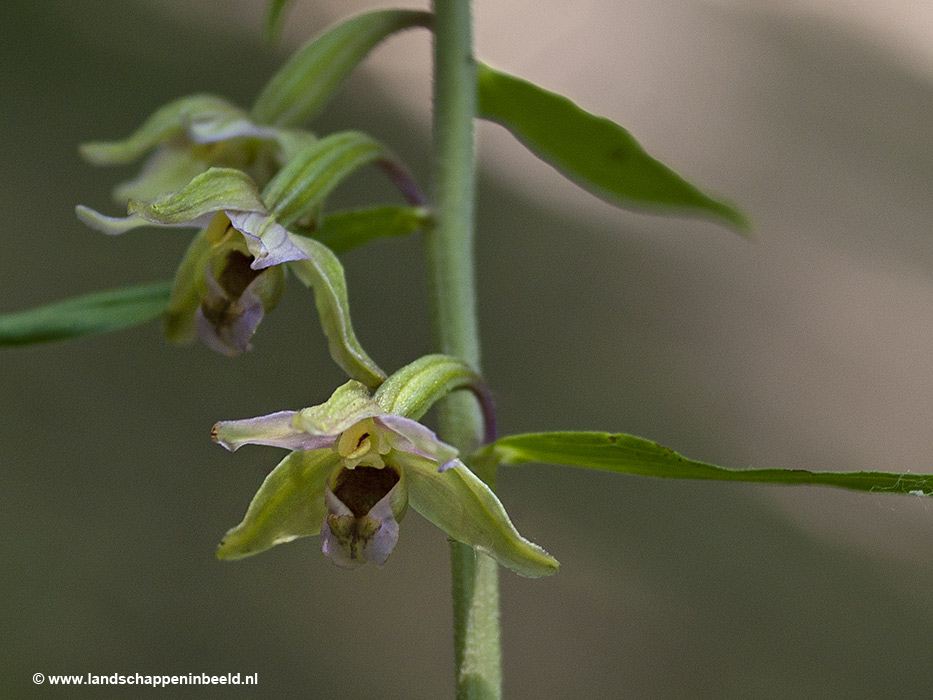  vergeten wespenorchis 