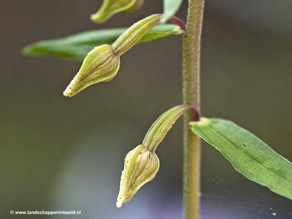  vergeten wespenorchis 