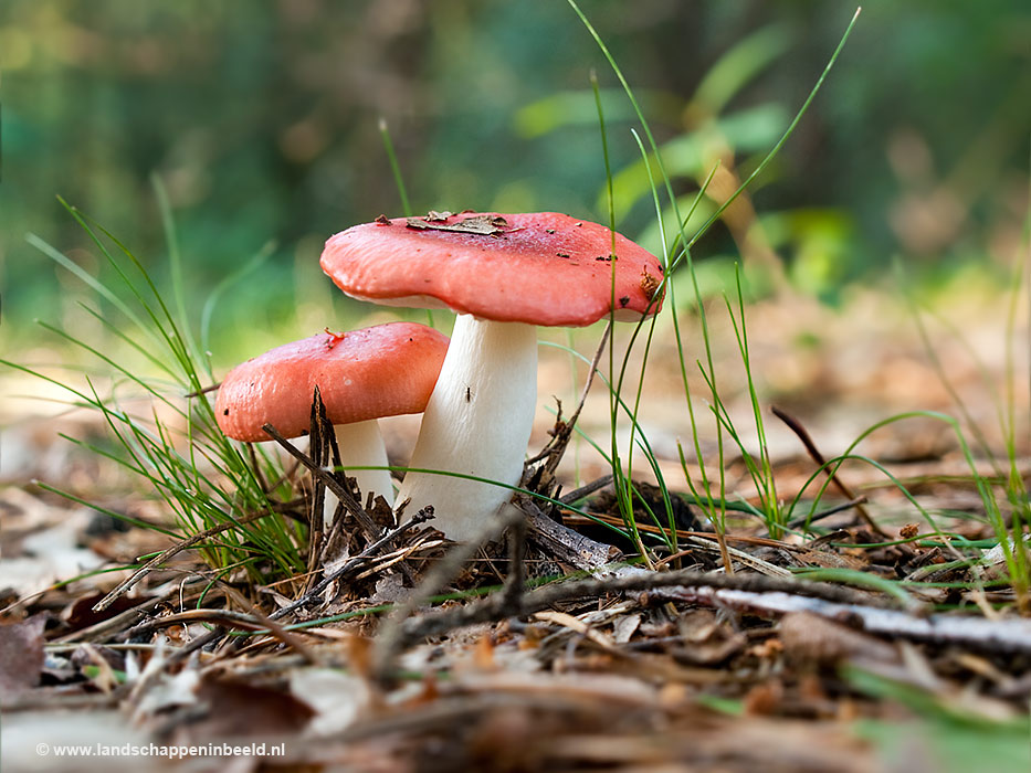  braakrussula 